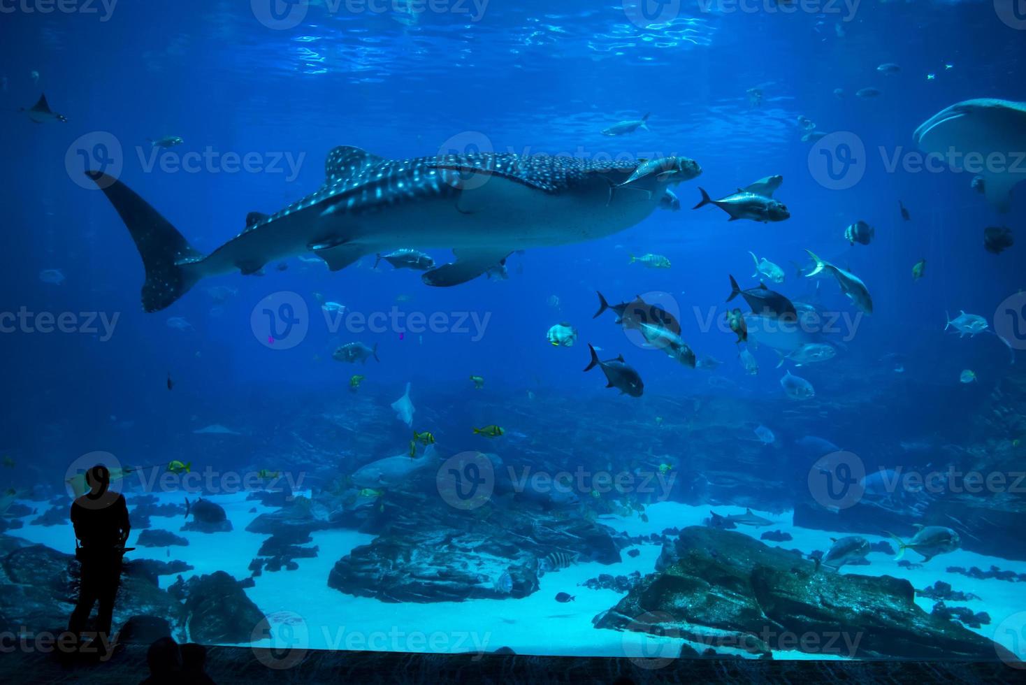 peces en acuario foto