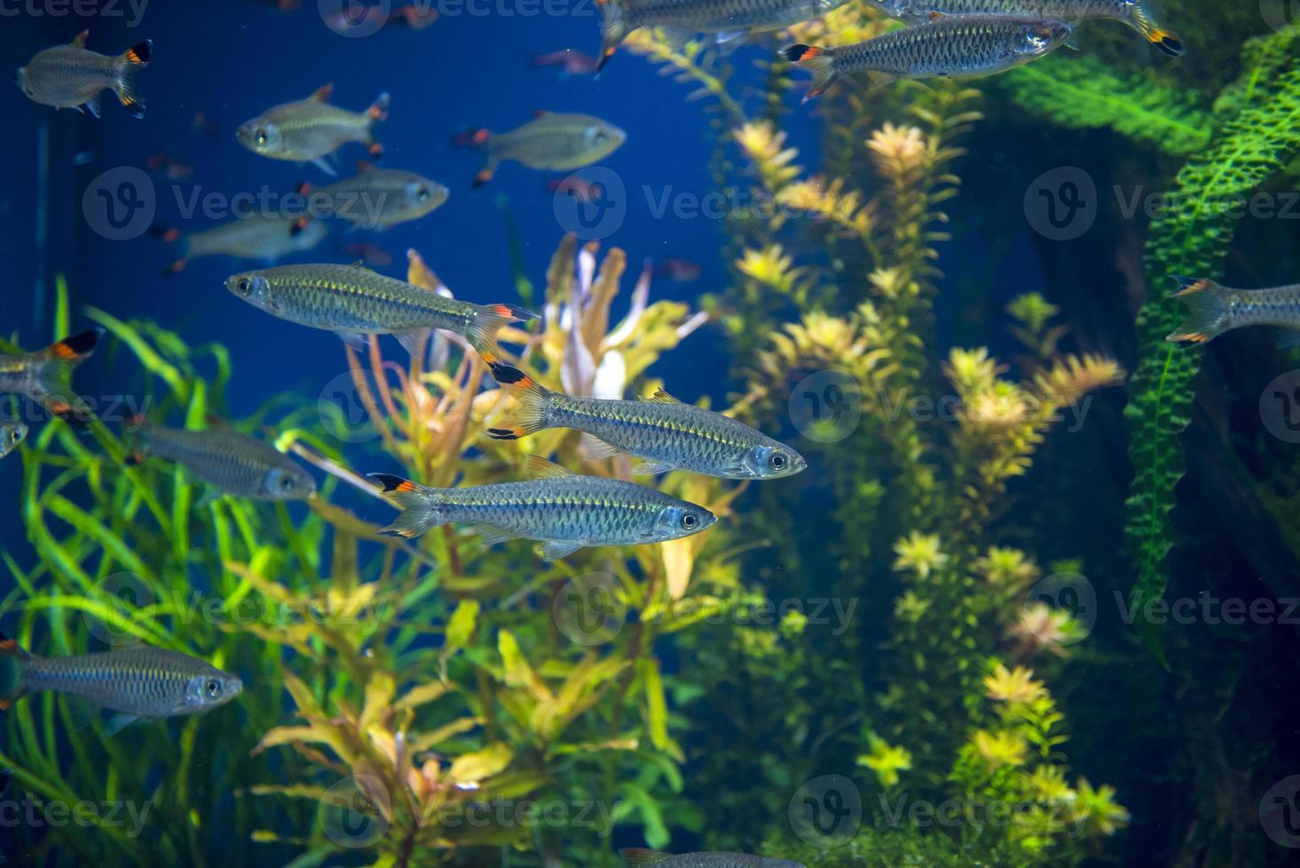 Fishes in aquarium photo