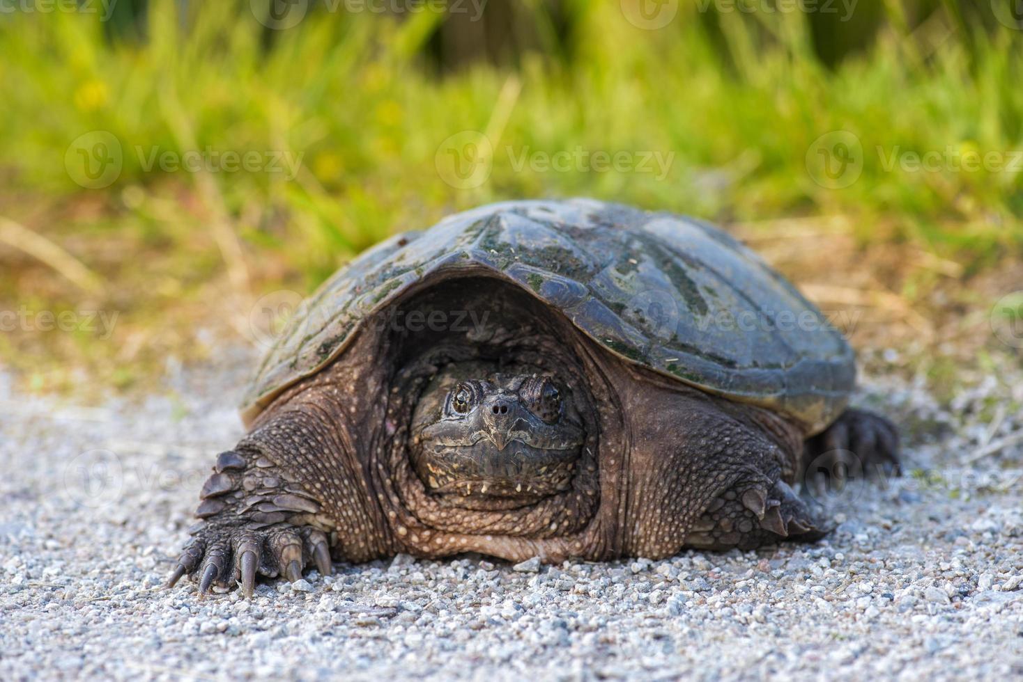 tortuga mordedora común foto