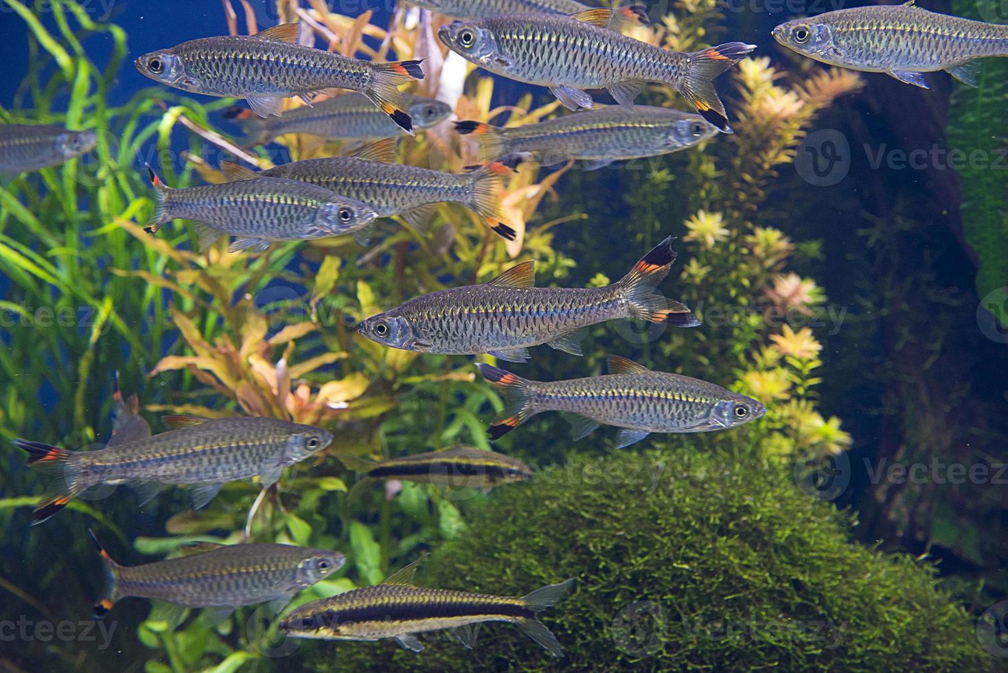 peces en acuario foto