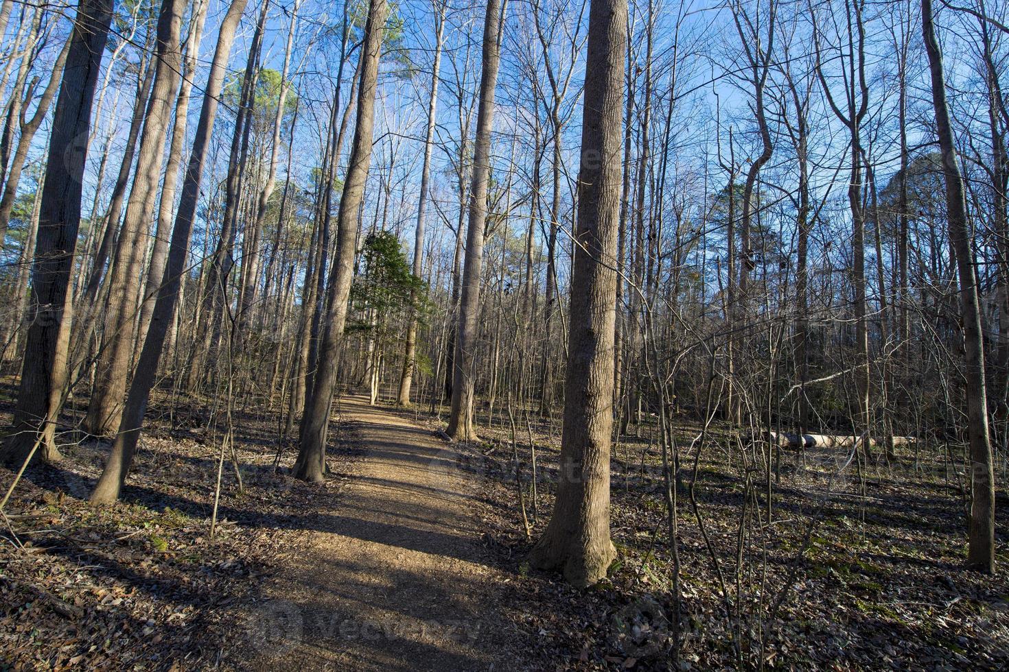 Running Trails in summer photo