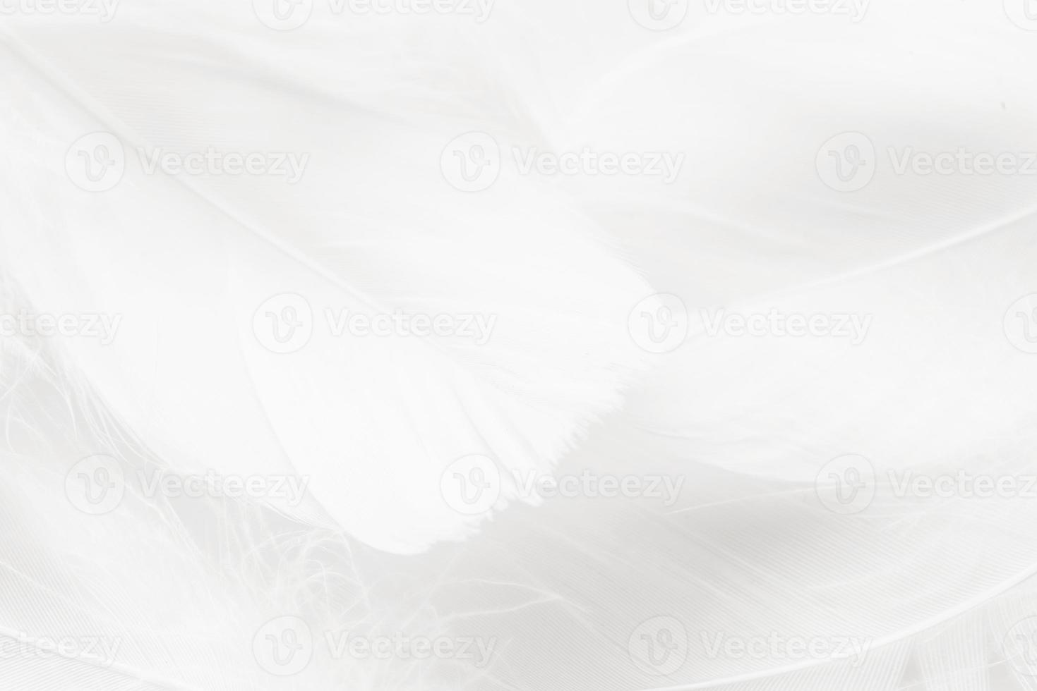 Pastel colored fluffy feathers of bird for background photo