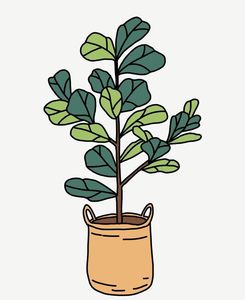 Doodle freehand sketch drawing of fiddle leaf fig tree. vector