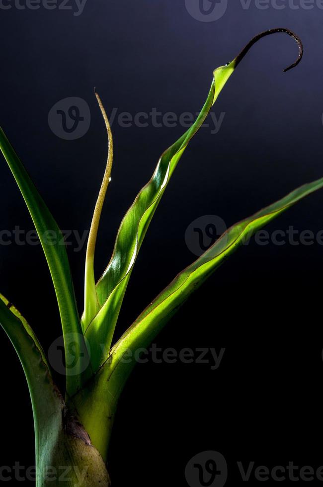 hojas de brotes de plátano sobre fondo negro foto