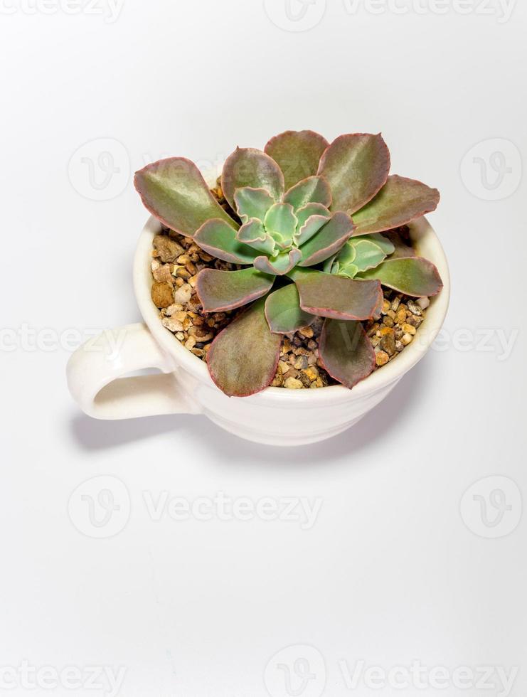 Primer plano de plantas suculentas echeveria planta en la taza de barro foto