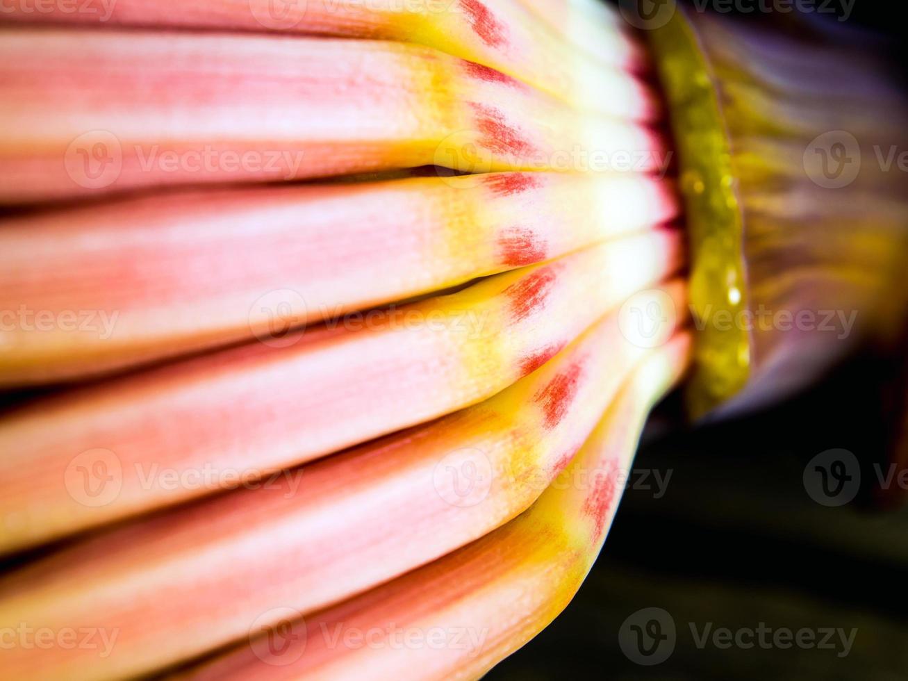 flor de plátano bluggoe plateado foto