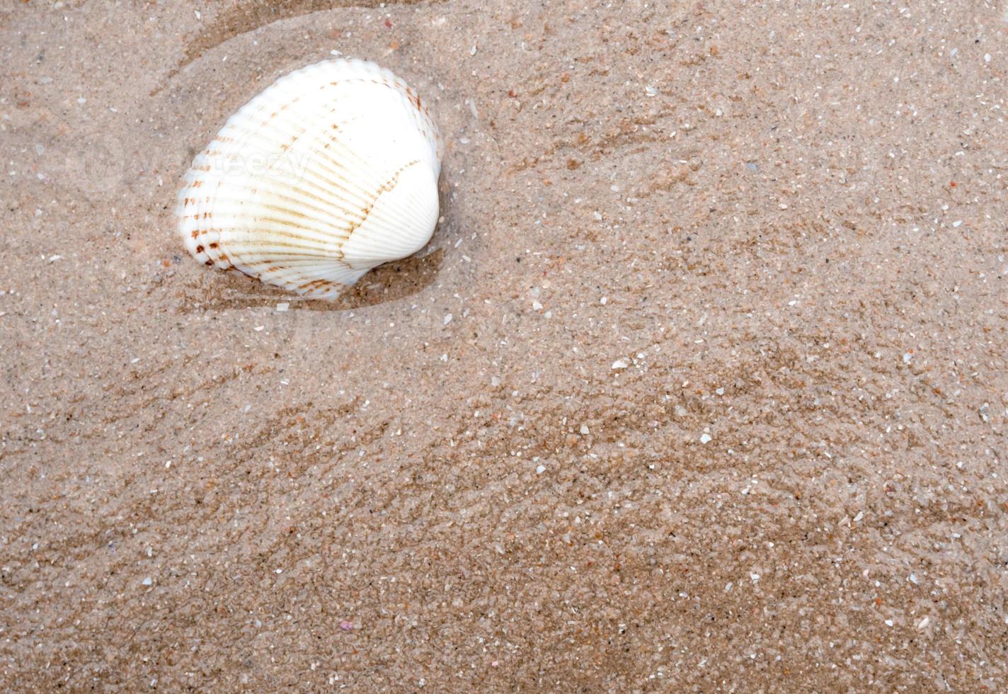 Remainder sea shell on sand beach photo