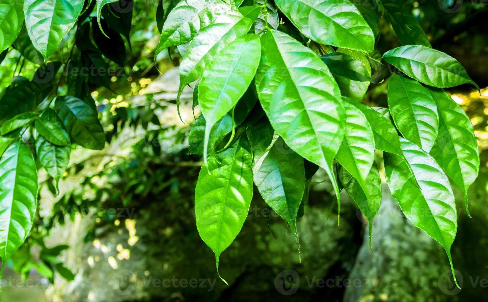 ápice de hojas largas y delgadas de los árboles de la selva tropical para un drenaje rápido foto