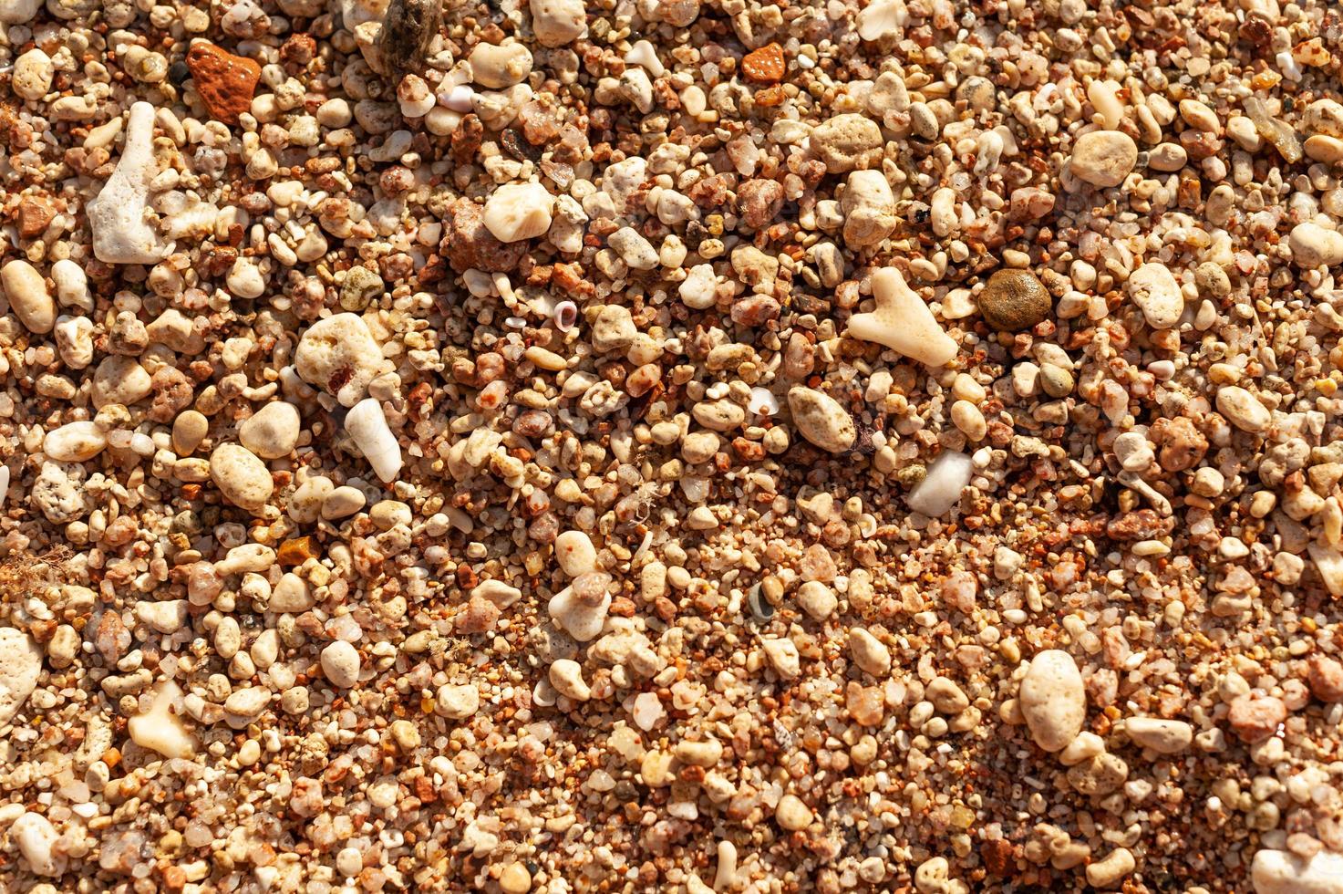 Sea shells on sand. Summer beach background. Top view photo