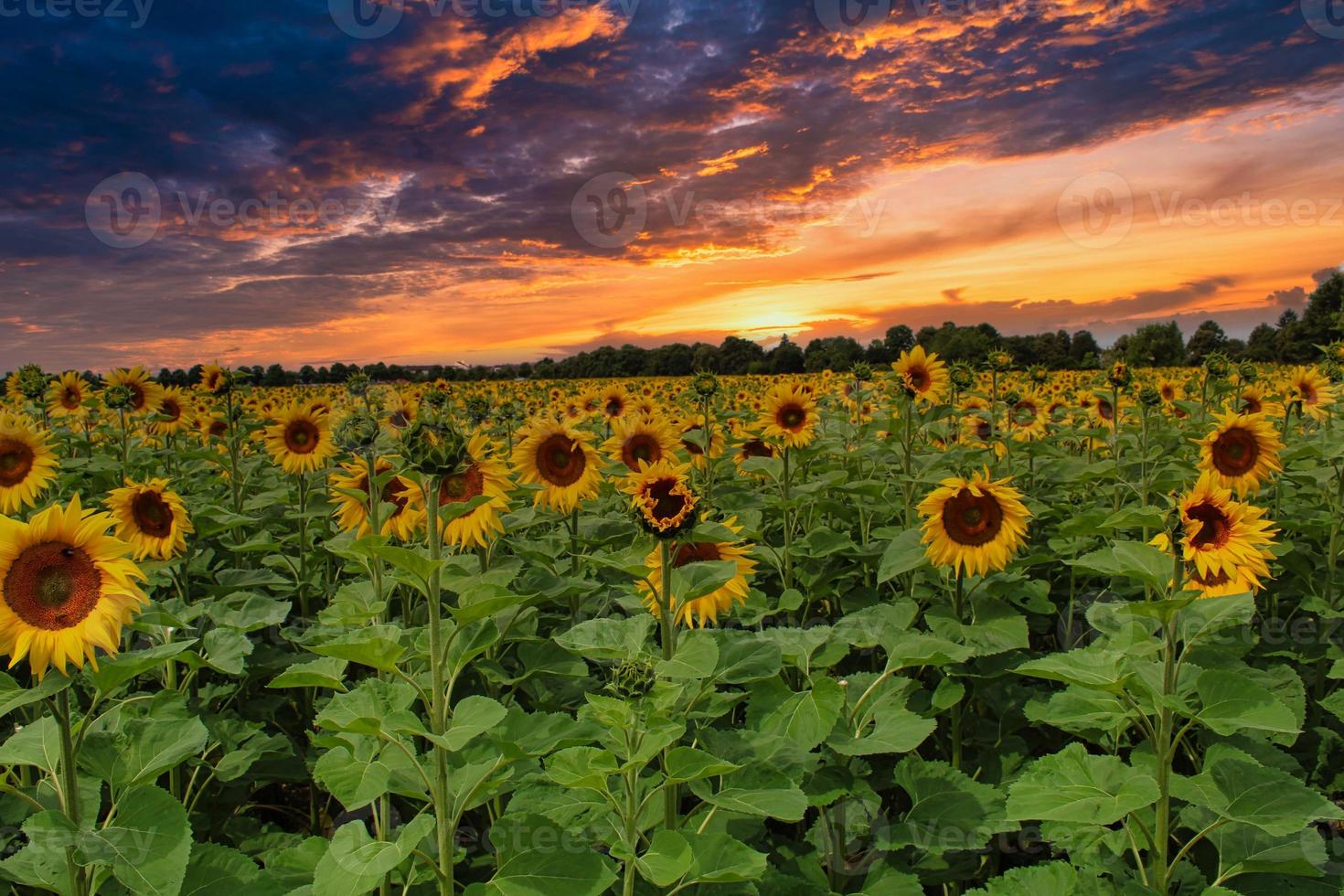 un campo de girasoles foto