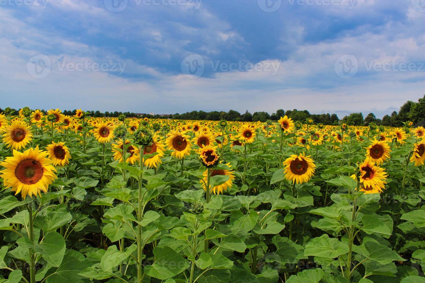 un campo de girasoles foto