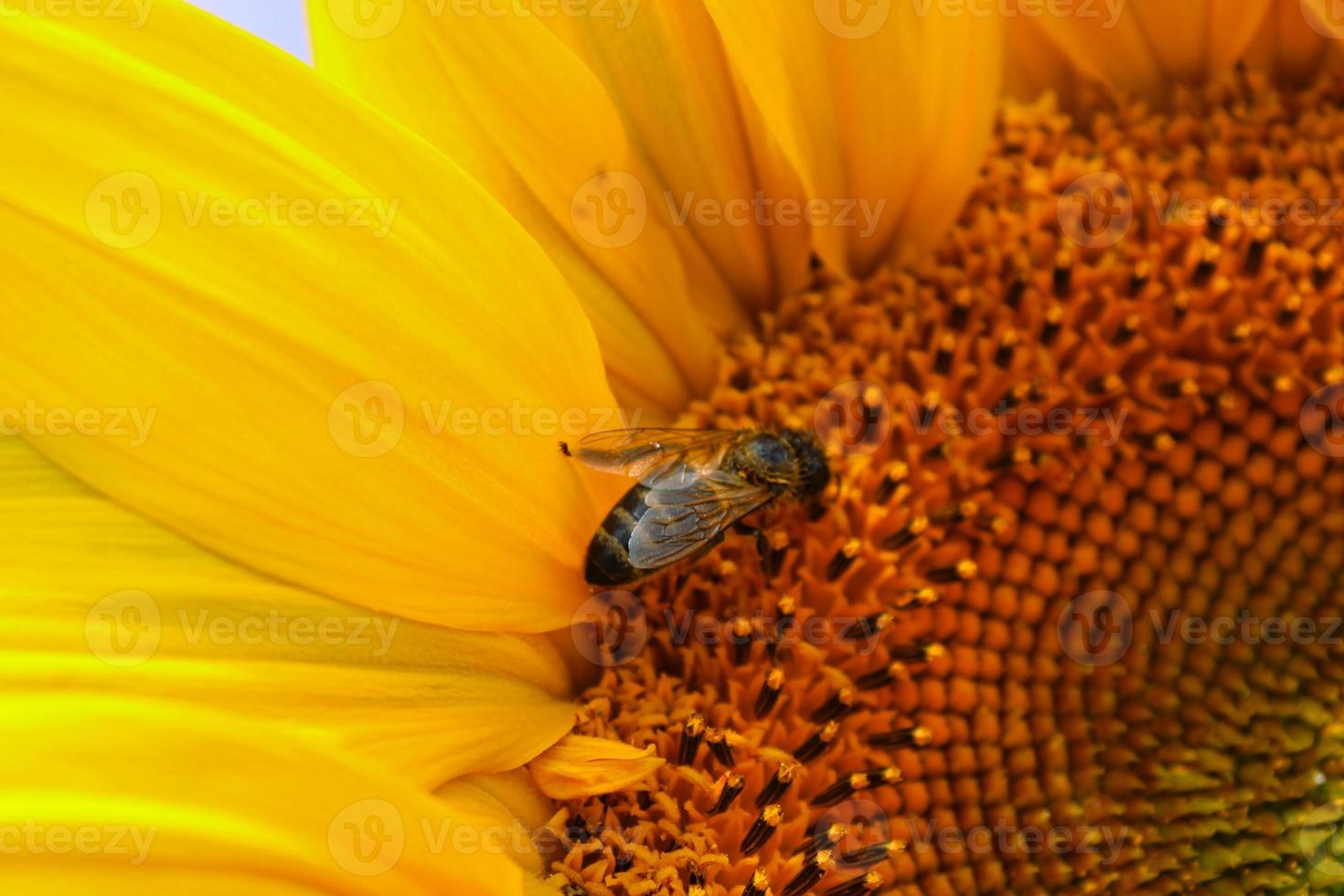 Girasol floreciente en un campo bávaro foto