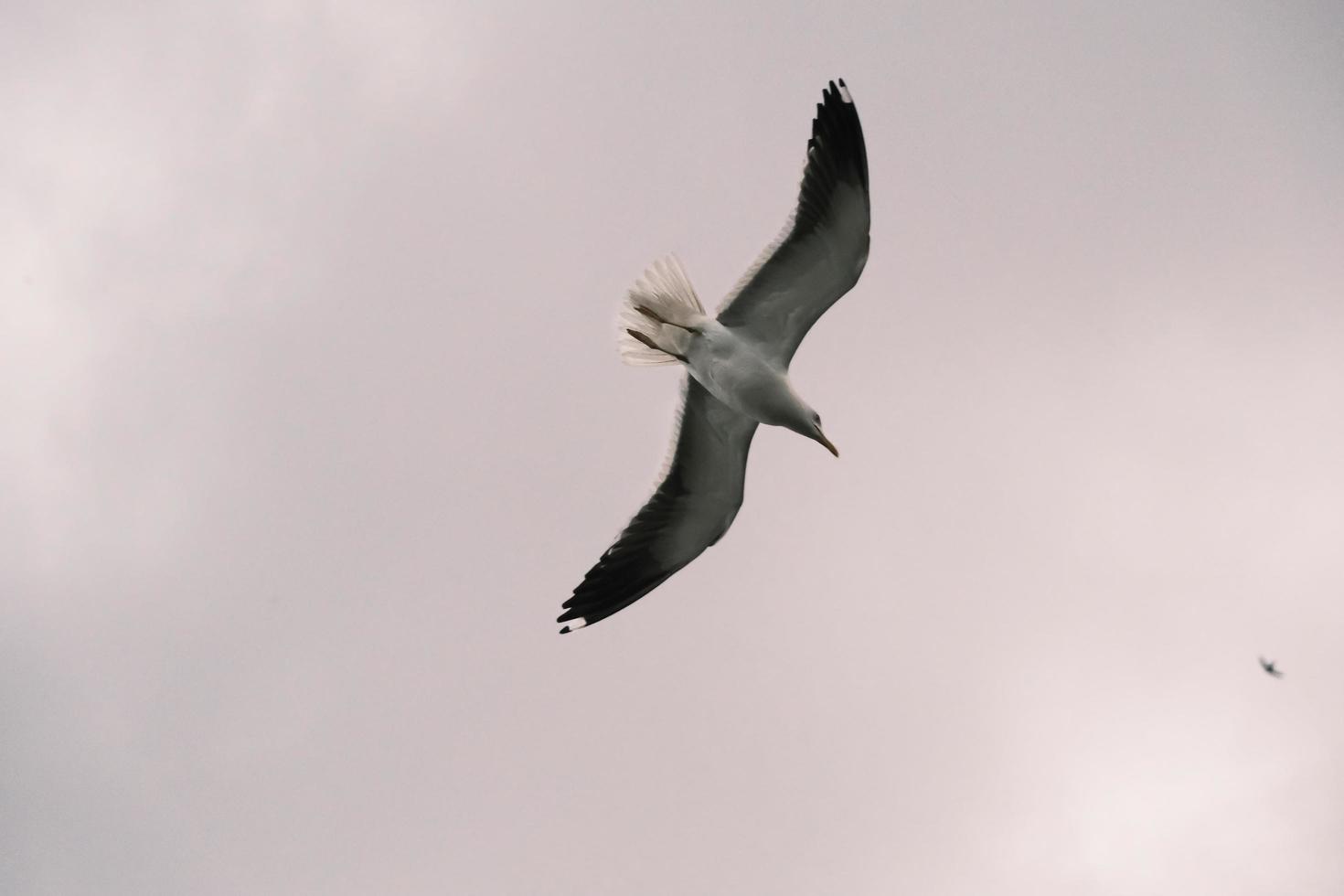 seagull hover in the sky on an overcast day over the ocean photo