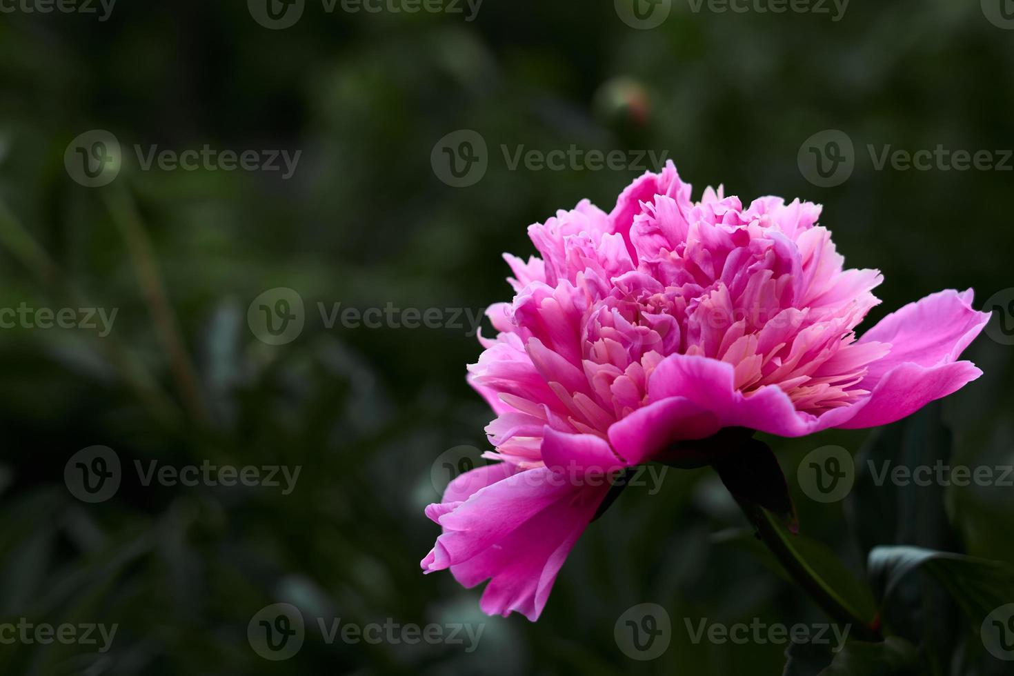 peonía flor rosa sobre el fondo de la hierba verde. foto