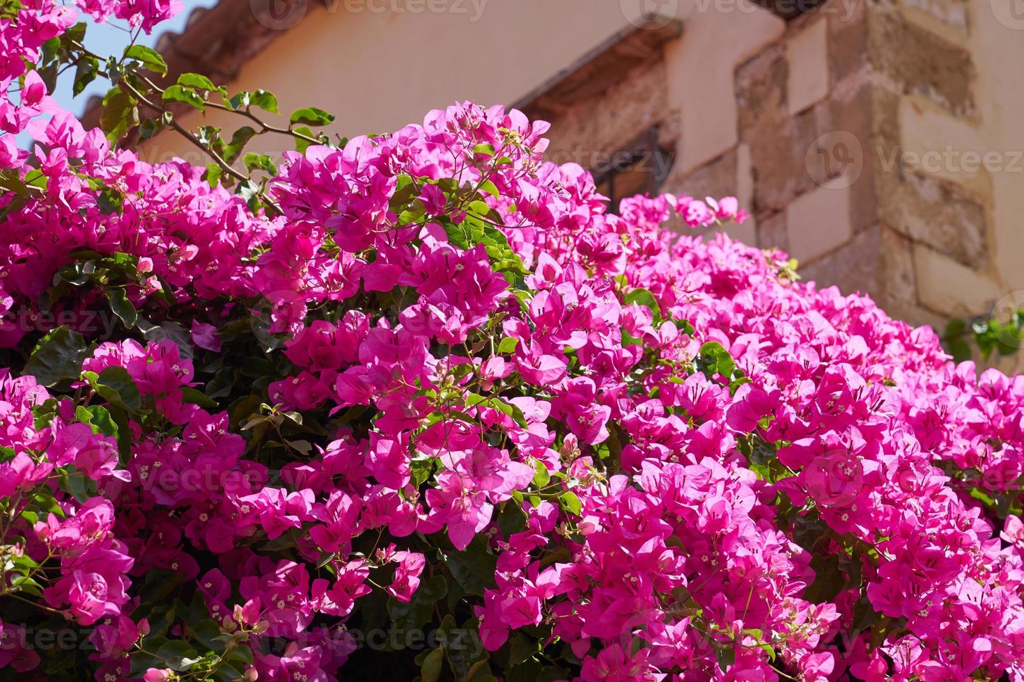 bougavillia, arbusto exótico de color rosa en creta, grecia. foto