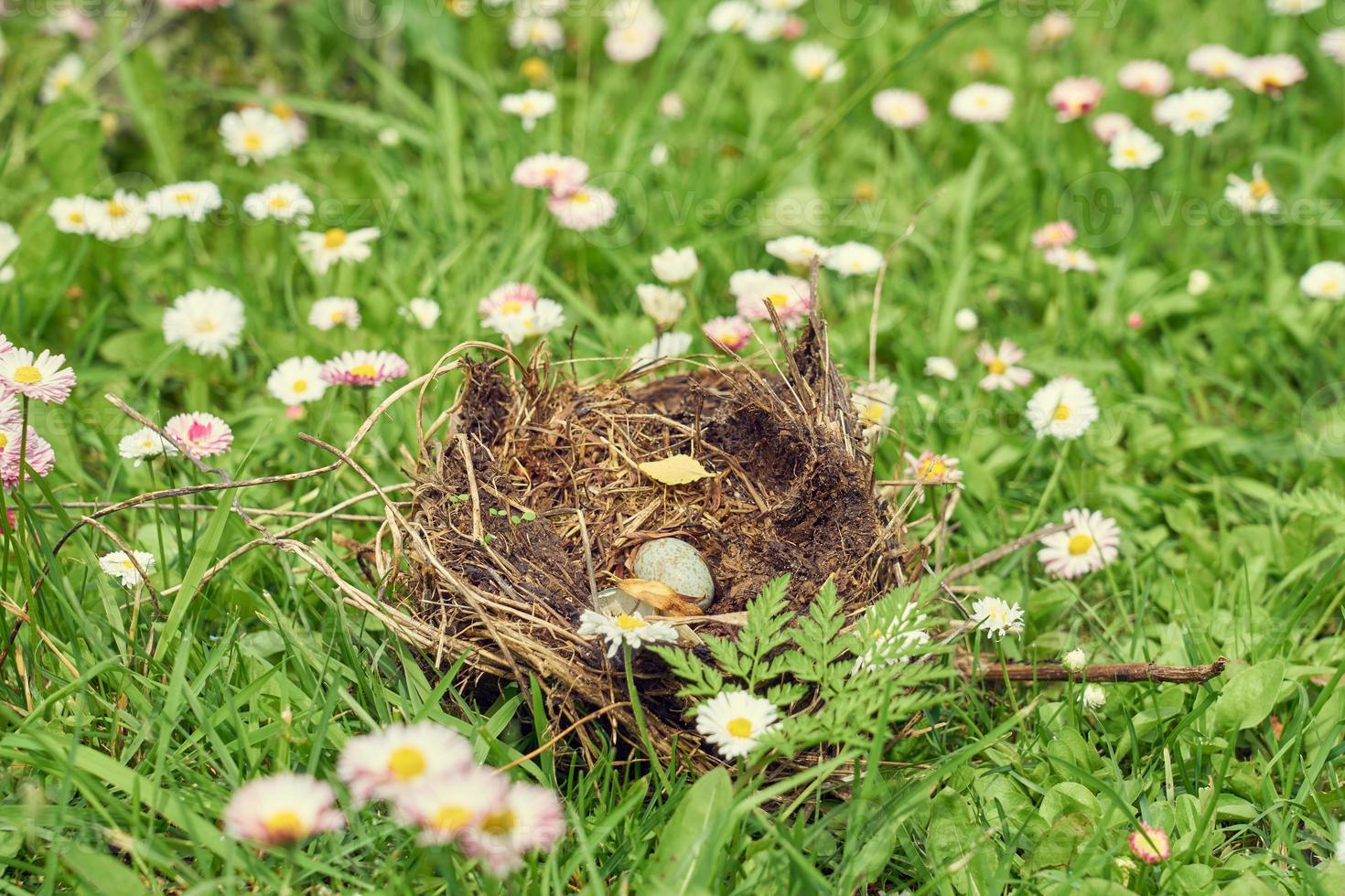 Nest forest bird with egg inside on a grass. photo