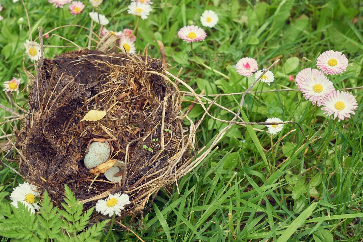 Nest forest bird with egg inside on a grass. photo