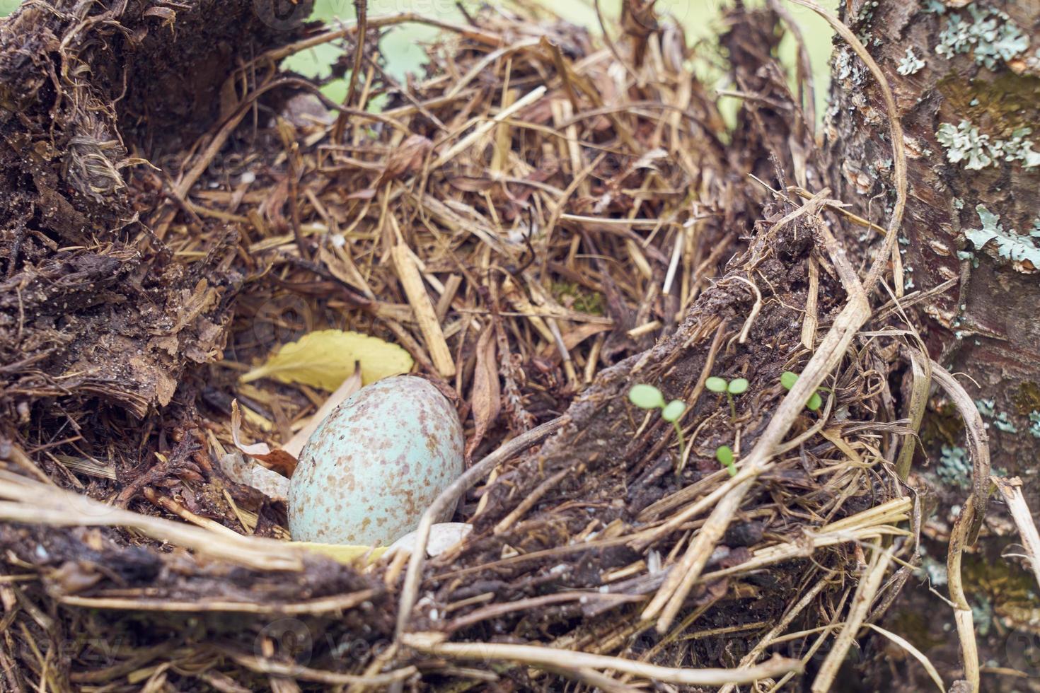 Nest forest bird with egg inside on a tree. photo