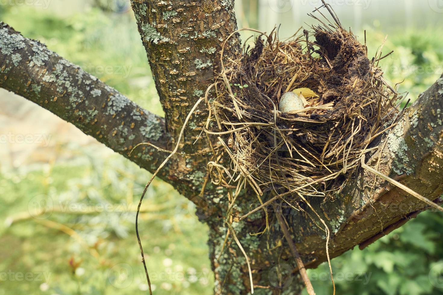 nido de pájaro del bosque con huevo dentro de un árbol. foto