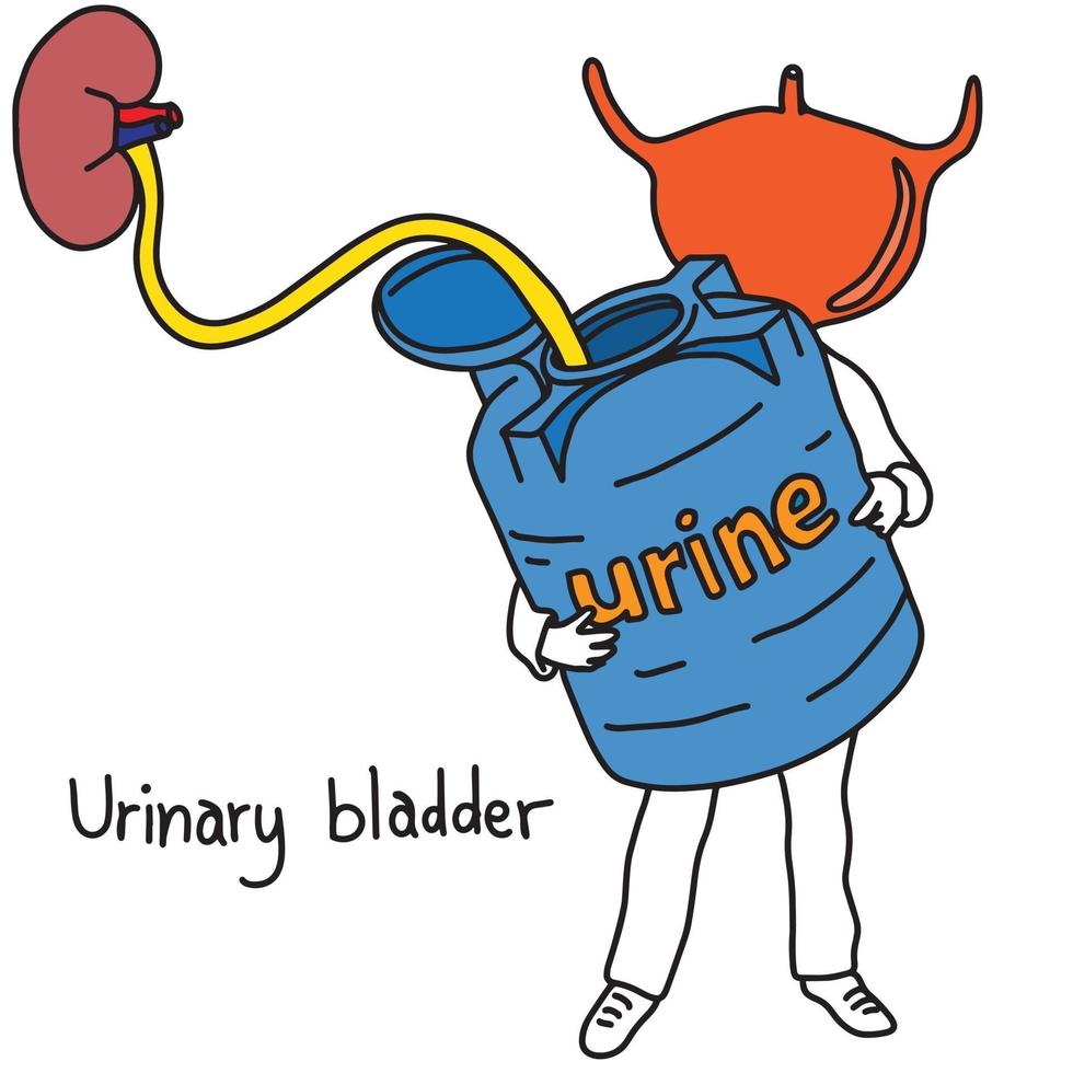 metaphor function of urinary bladder is to store urine vector