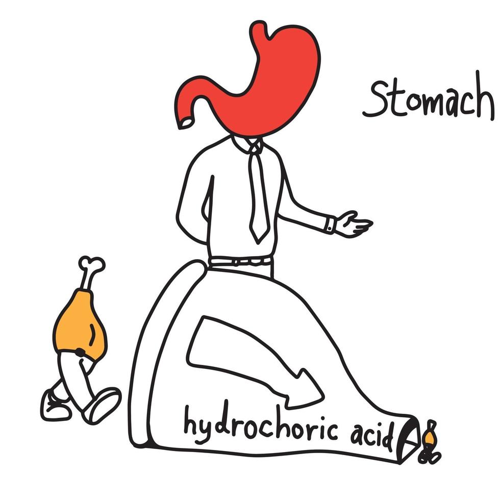 metaphor function of stomach to use hydrochloric acid vector