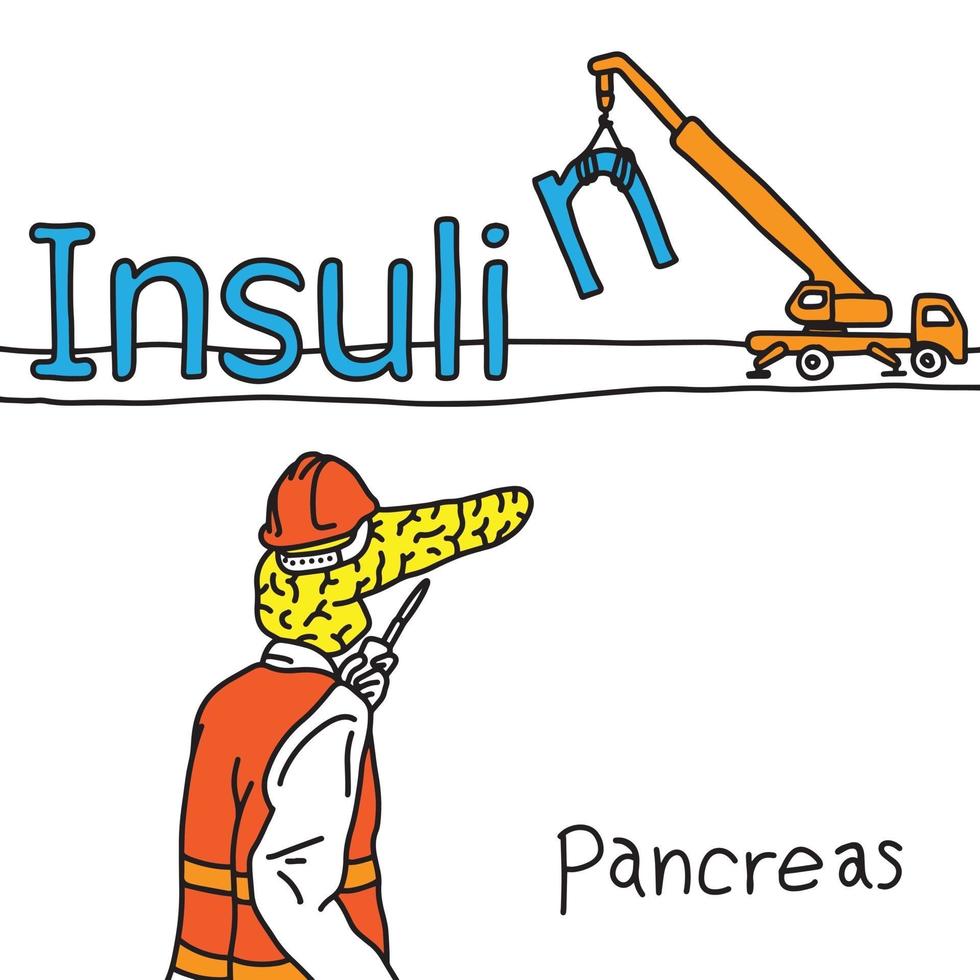 metaphor function of human pancreas vector