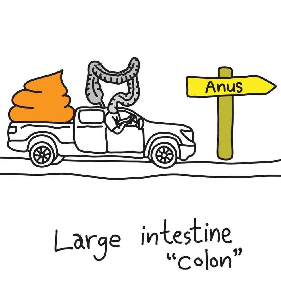 función metáfora del intestino grueso o colon vector