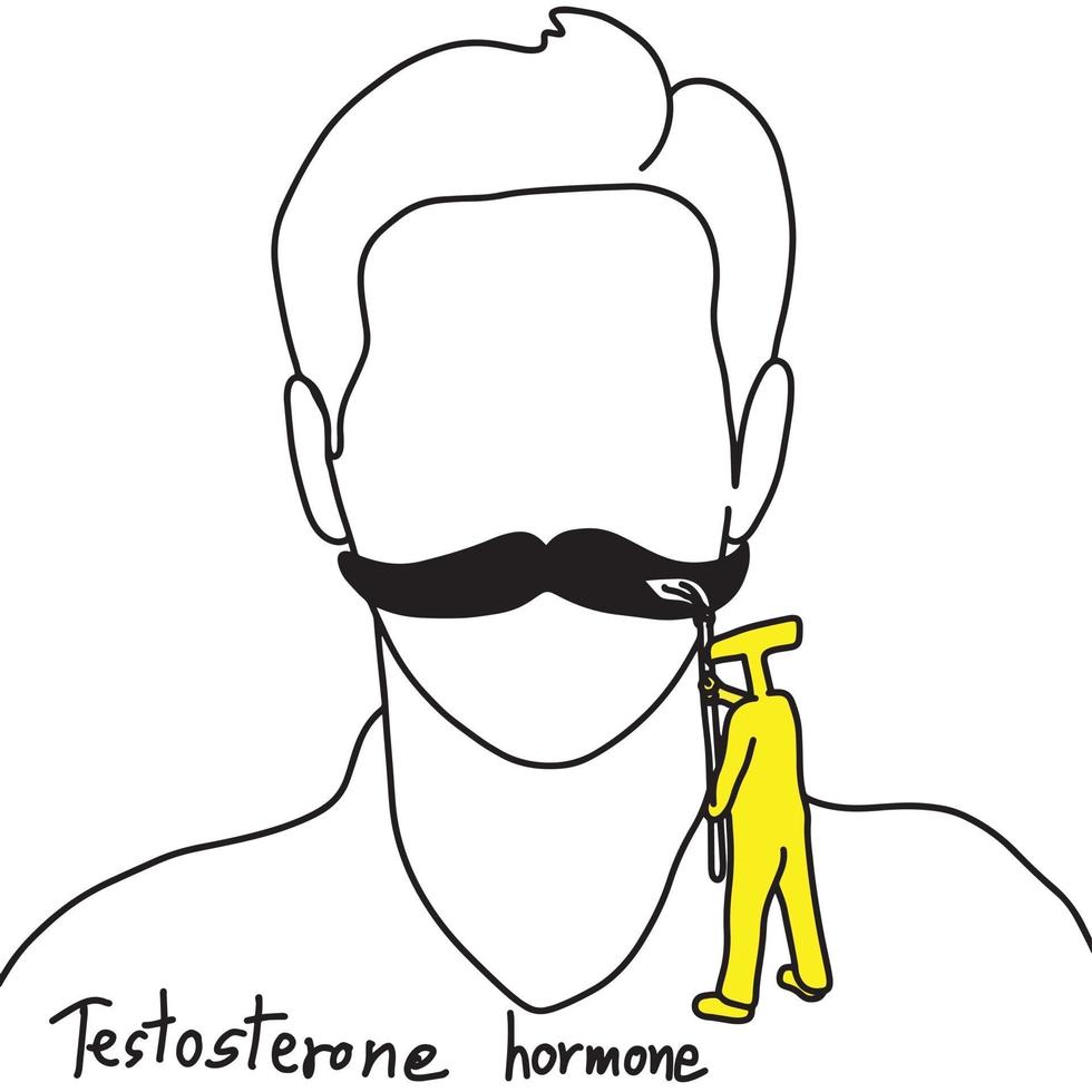 metaphor function of testosterone is to grow facial hair vector