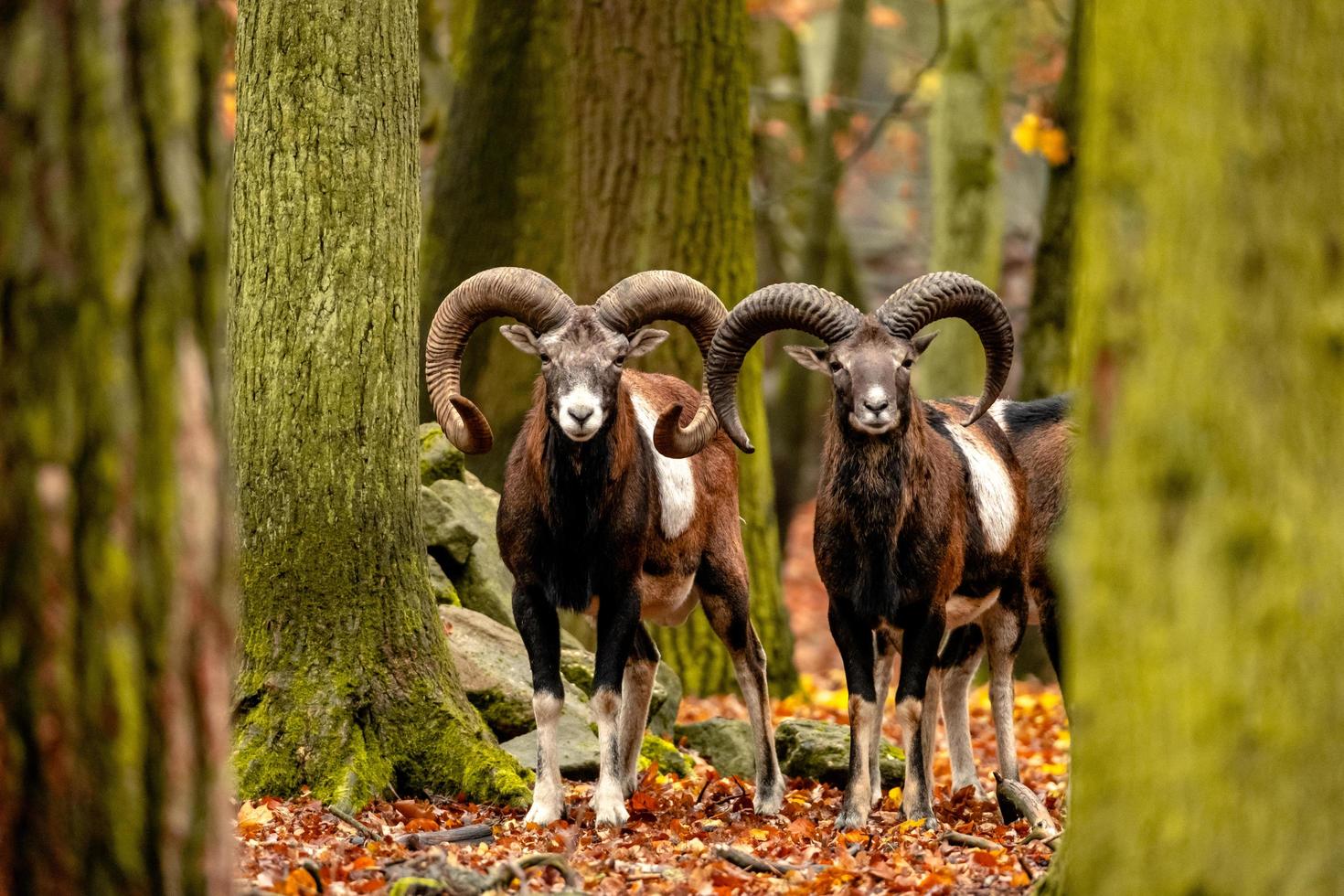 cabras montesas salvajes en el bosque de otoño foto