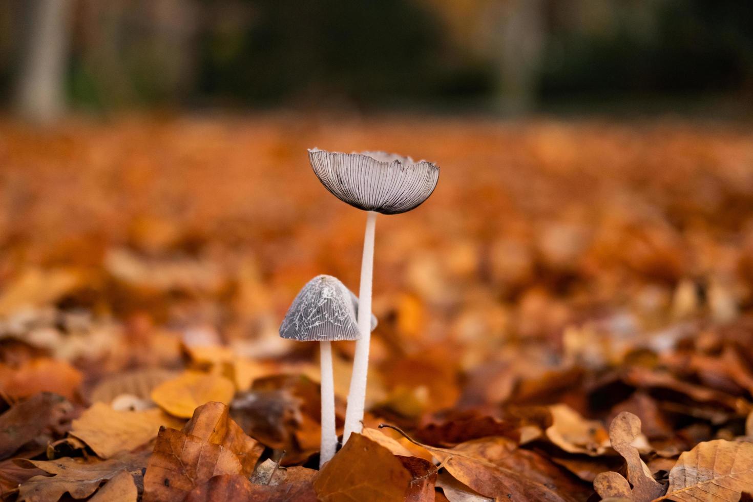 Close up of mushrooms in the forest photo