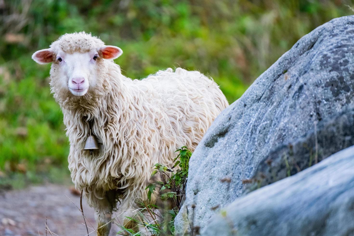 Sheep in the pasture photo