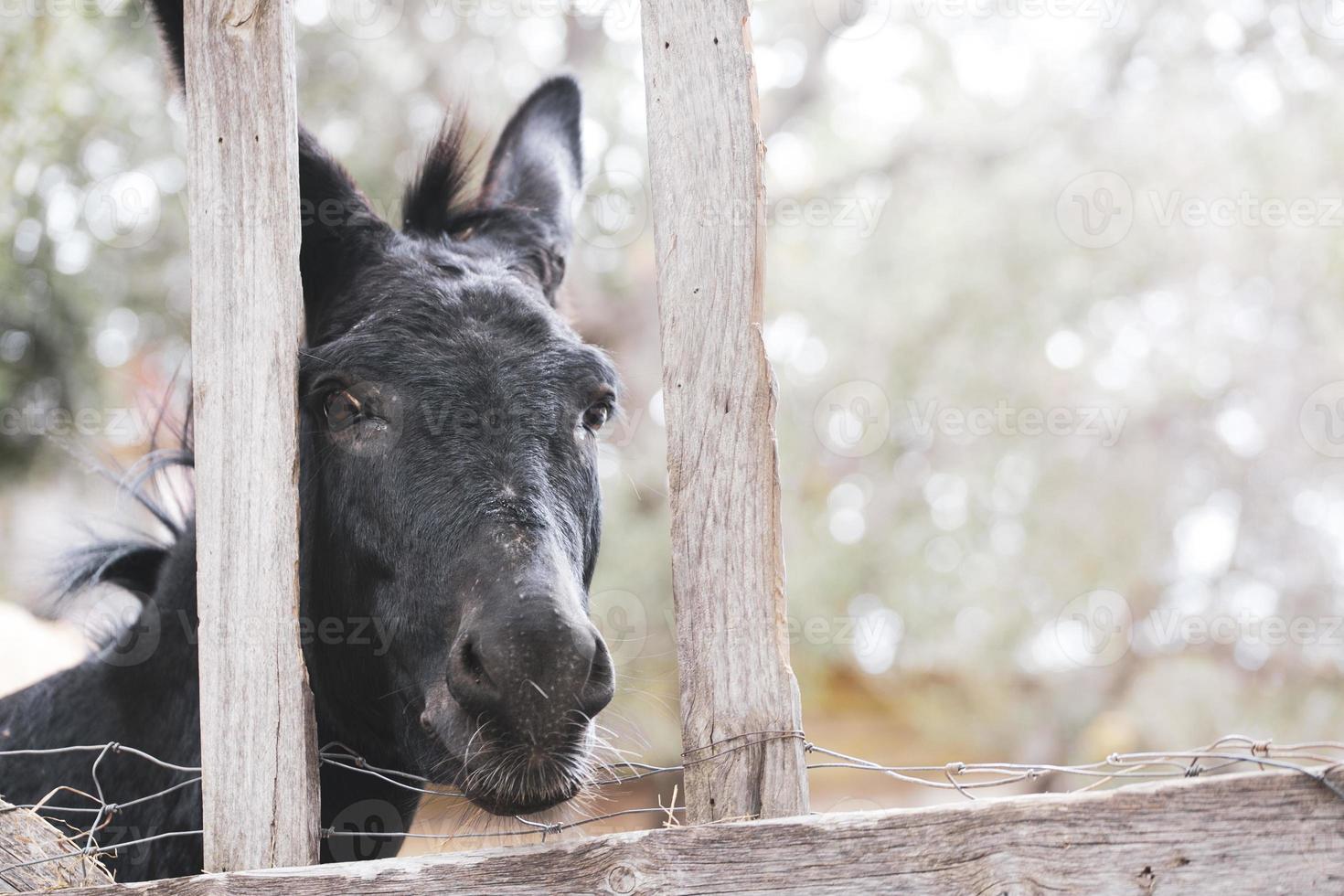 Black donkey behind a fence photo