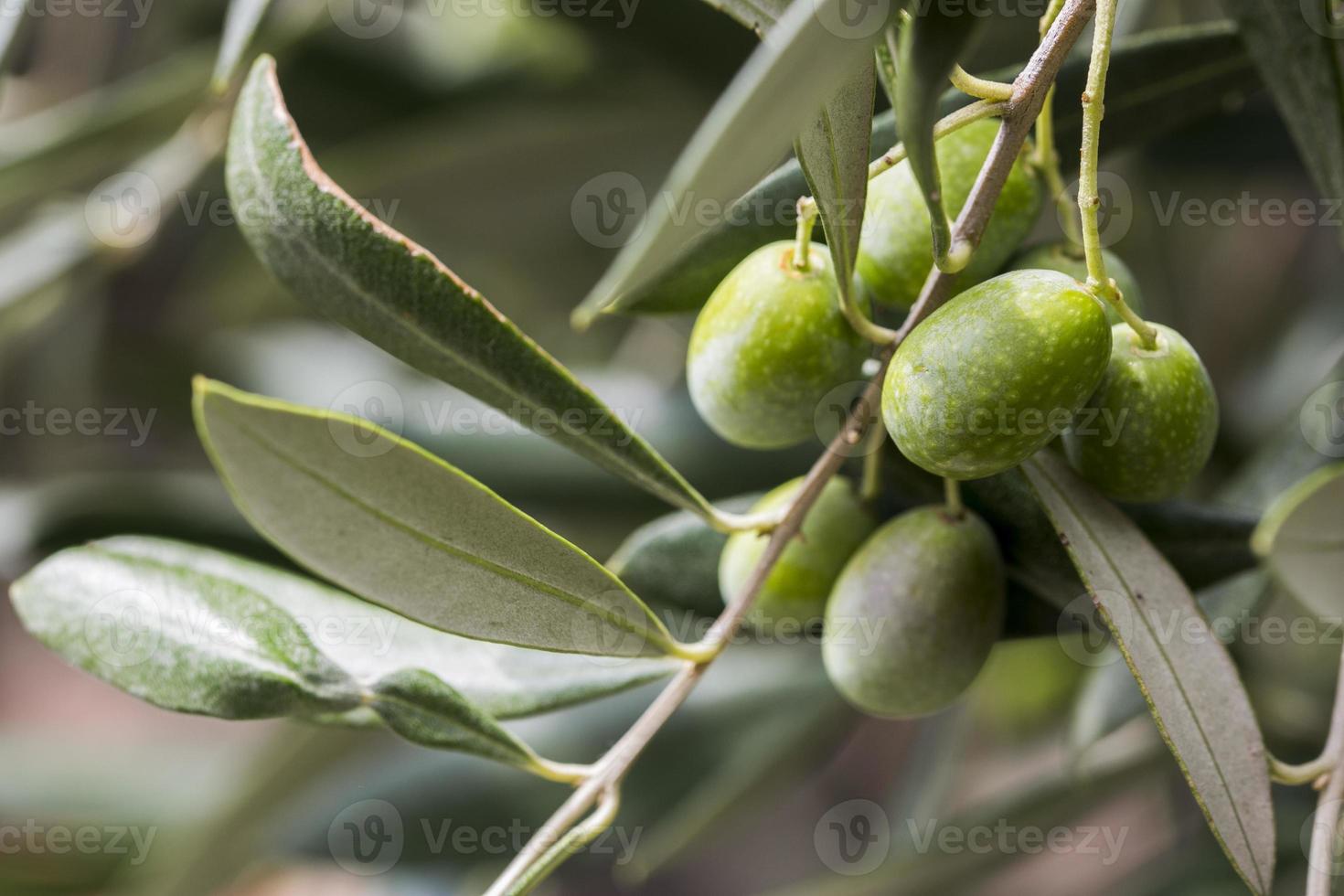 Green olives with olive leaves photo