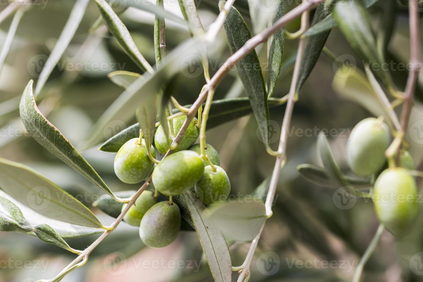 Bunch of green olives photo