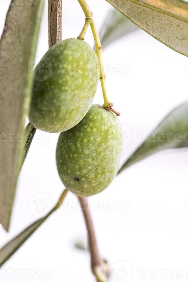 Detail of green ligurian olives photo