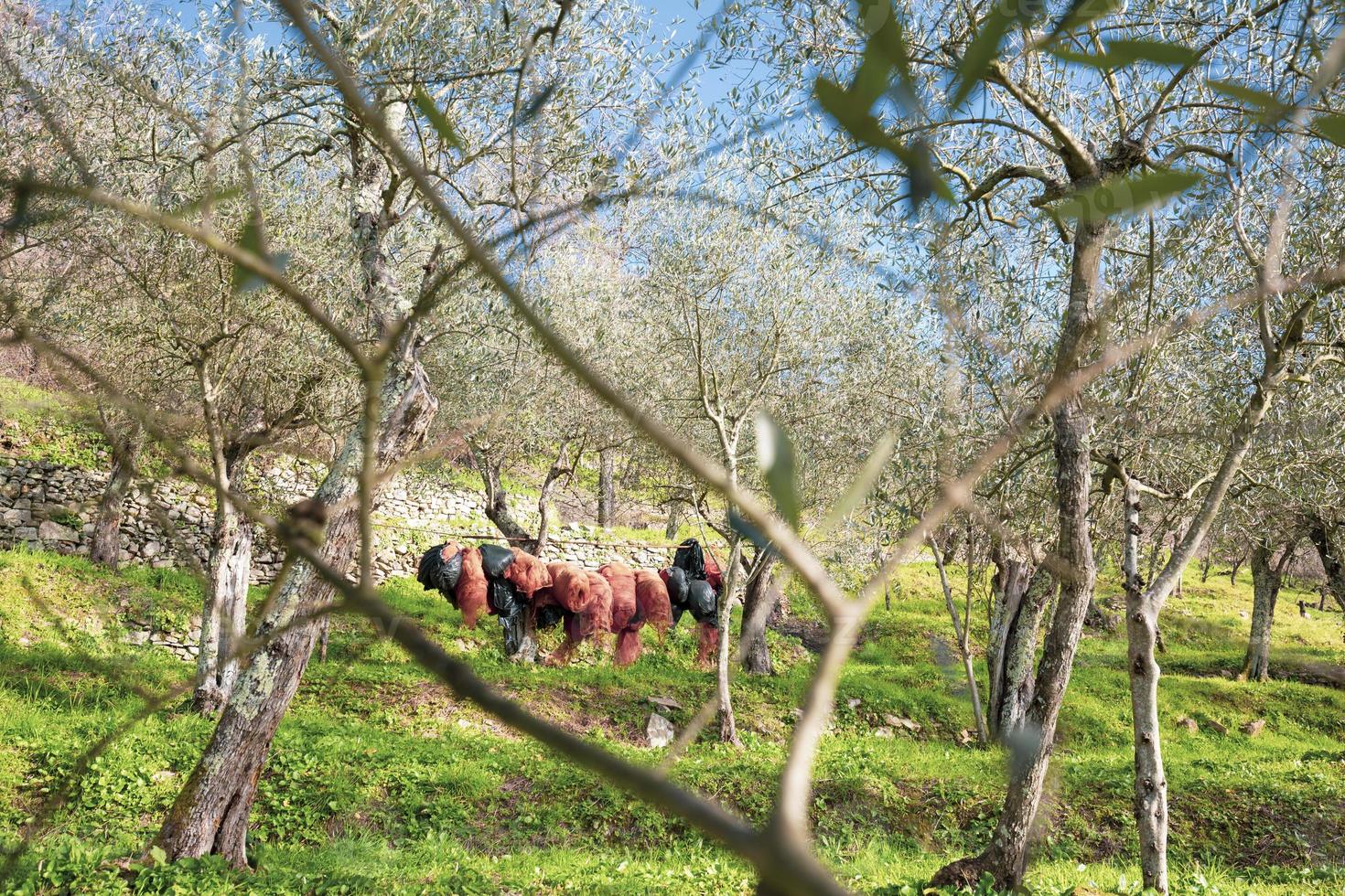 Olive groves of Italian countryside photo