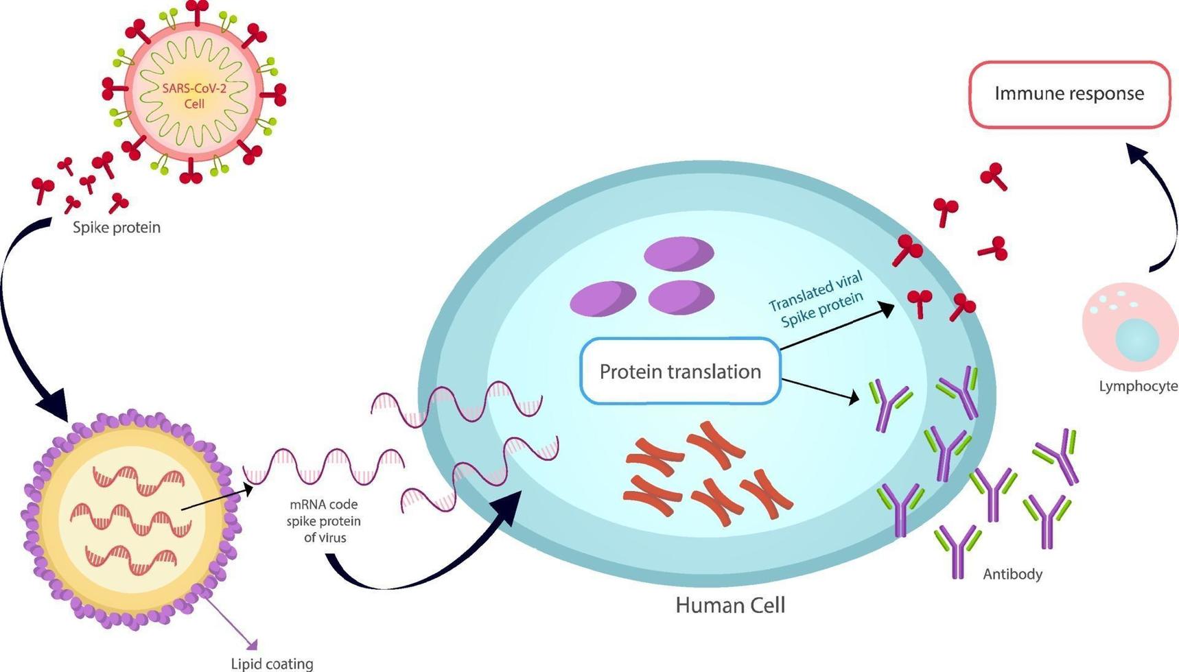 mRNA Vaccine SARS-Cov-2 vector texture.