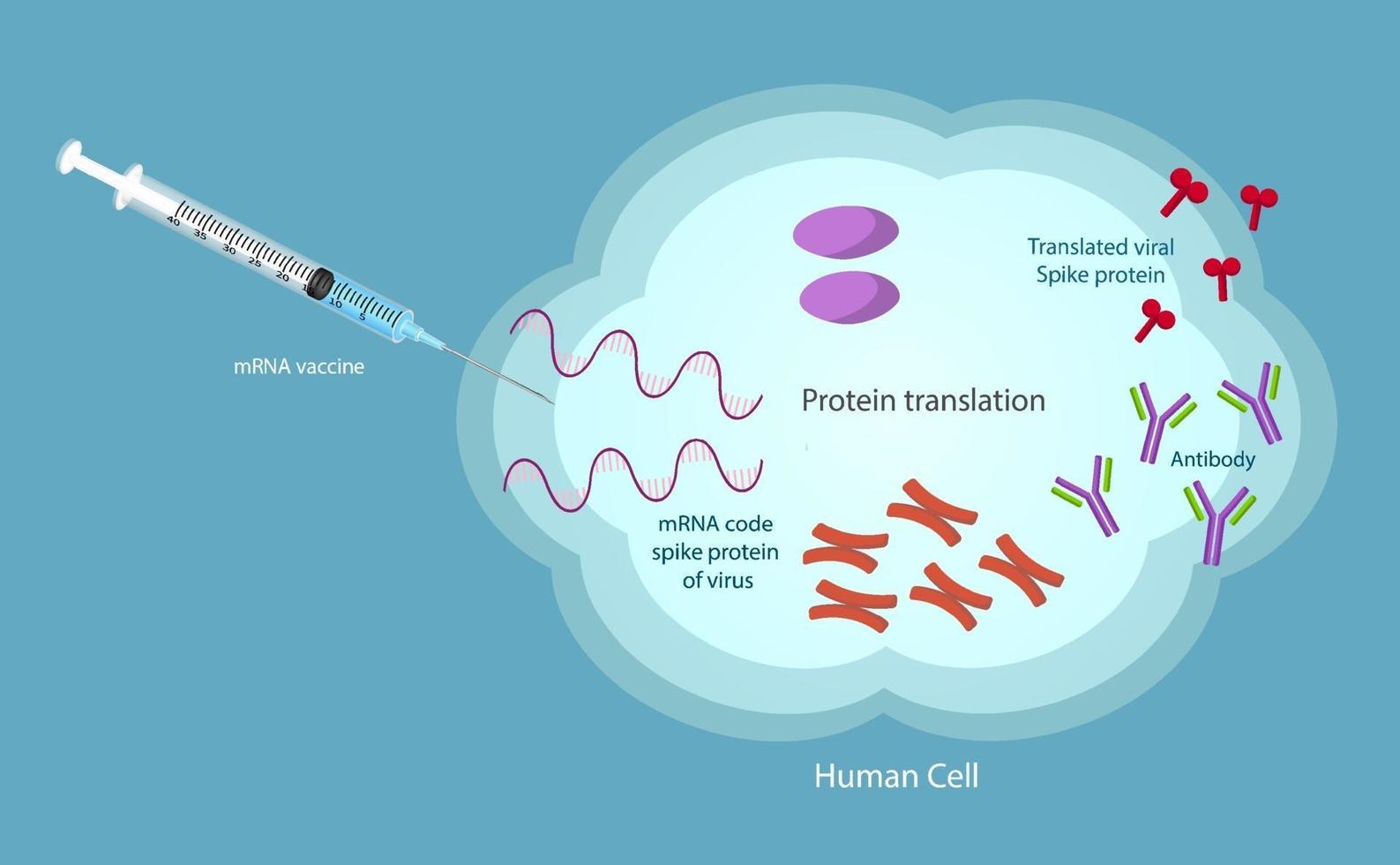 mRNA Vaccine SARS-Cov-2 vector texture.