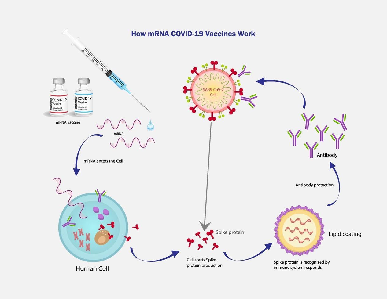 mRNA Vaccine SARS-Cov-2 vector texture.