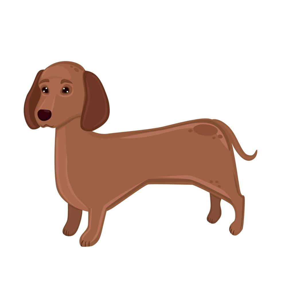 Realistic dog Dachshund breed on a white background - Vector