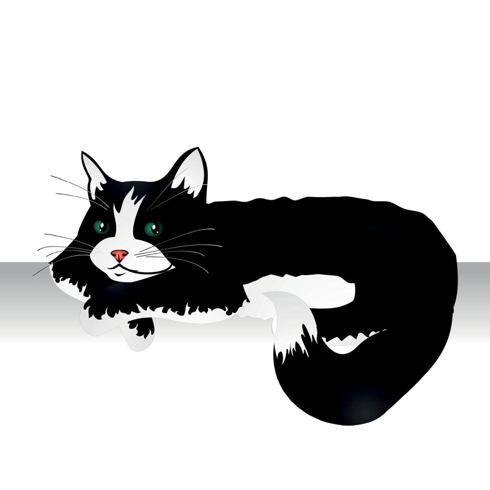 Realistic black and white cat lying on a white background - Vector