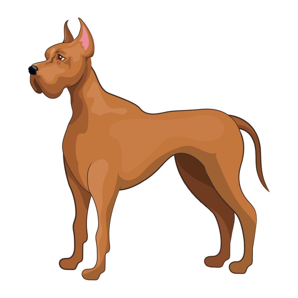 realista, perro, doberman, pinscher, raza, fondo blanco, -, vector