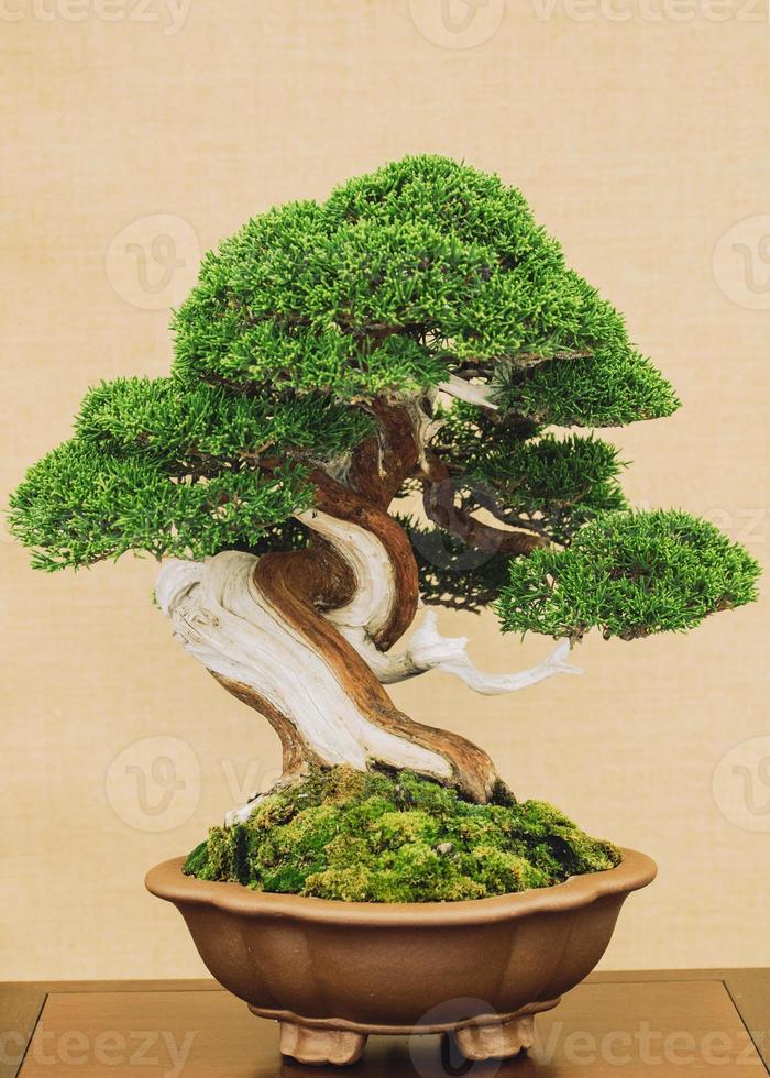 bonsai sobre fondo amarillo foto