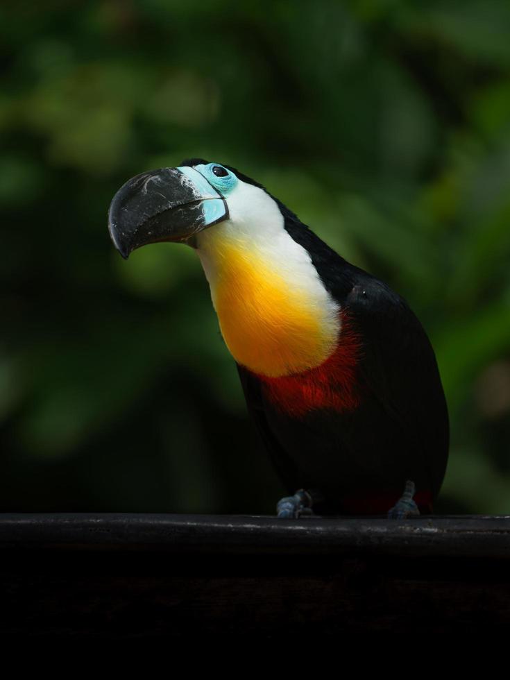 Channel billed toucan photo
