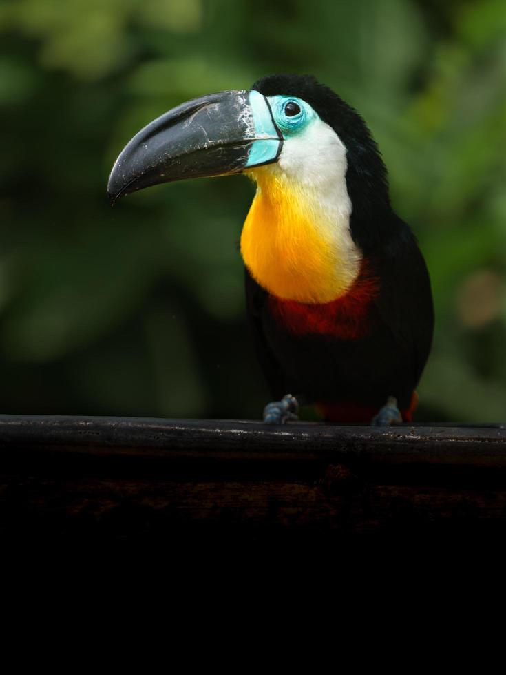 Channel billed toucan photo