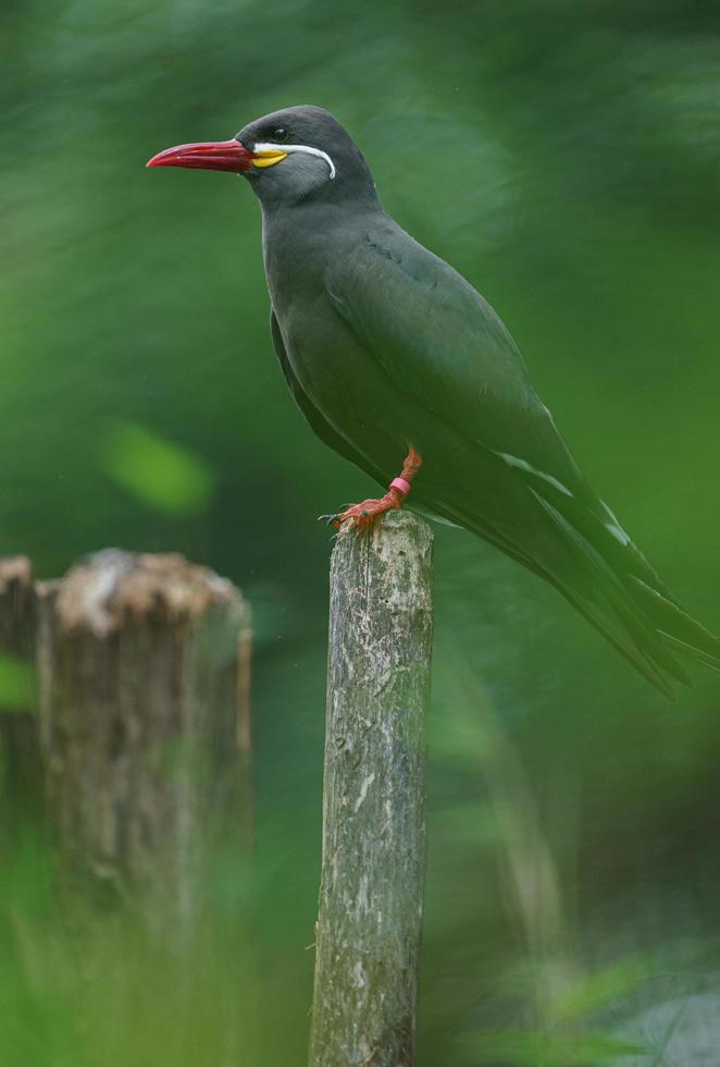 Inca tern in zoo photo