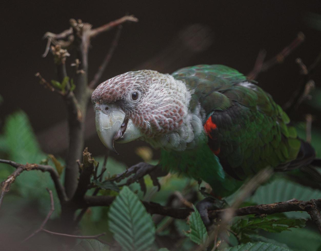 Grey headed parrot photo