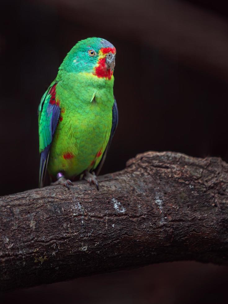 Swift parrot on branch photo