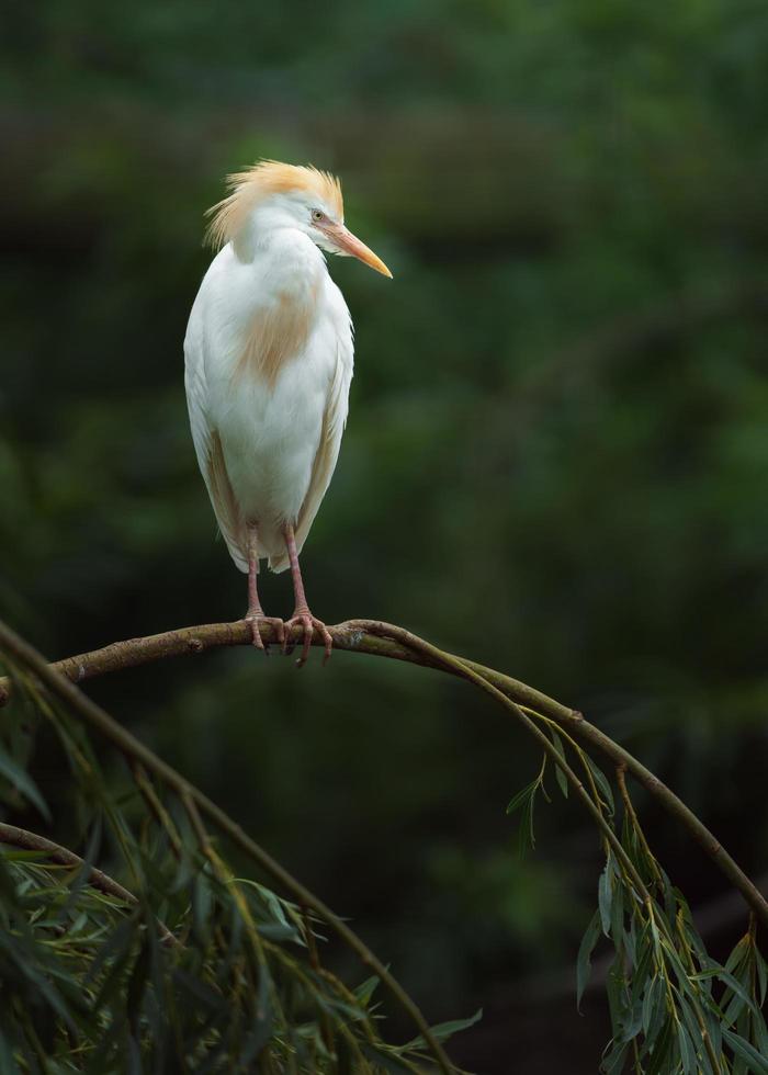 Cattle egret on branch photo