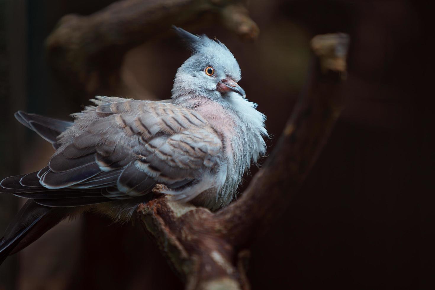 Crested pigeon on branch photo